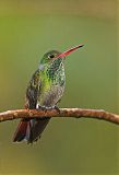 Rufous-tailed Hummingbird